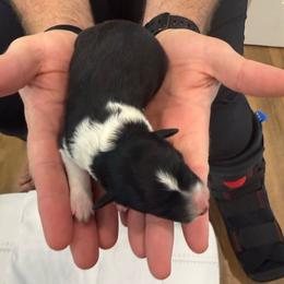 Yellow - Black and white female Border Collie puppy in Palmetto Bay, Florida from Hill Valley Border Collies