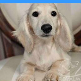 Navy - Cream male Dachshund puppy in Inverness, Florida from Royalworth Kennel