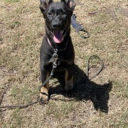 Dachshund and German Shepherd Puppies from Zwinger vom Donau-Ries