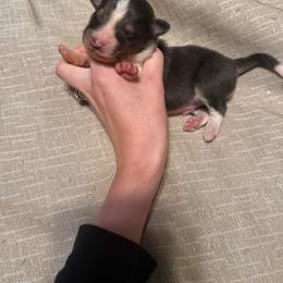 Ash - White blue merle and tan male Shetland Sheepdog puppy in Lincolnton, North Carolina from Oakview Kennels