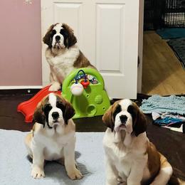 Saint Bernard Puppies from St Bernard Kingdom, LLC