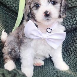 White - Blue merle female Aussiedoodle puppy in Georgetown, California from Foothill Aussies