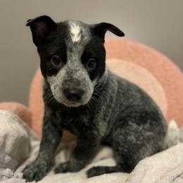 Lavender - Blue speckled female Australian Cattle Dog puppy in Monterey, Tennessee from Quarter Acre Farms