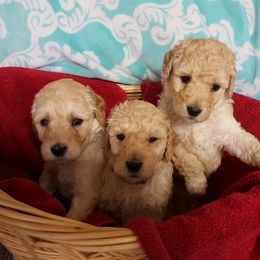 Goldendoodle and Poodle Puppies from The Doodle Patch
