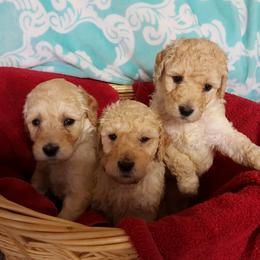 Goldendoodle and Poodle Puppies from The Doodle Patch