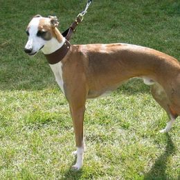 Whippet All Grown Up from Jamminwhippets