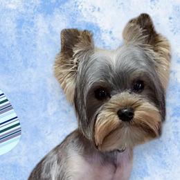 Angus - Yorkshire Terrier