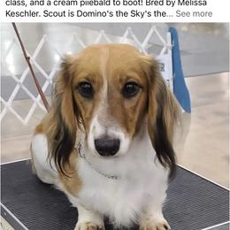 Skyler - Dachshund