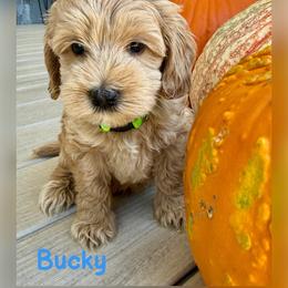 Bucky - Apricot male Australian Labradoodle puppy in Sacramento, California from Delta Breeze Labradoodles
