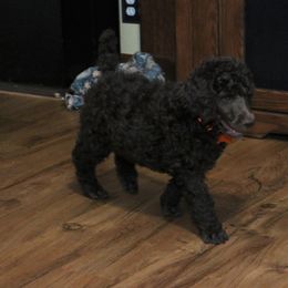 Poodle Puppies from RK'S Pets