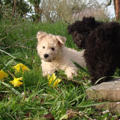 Pumi Puppies from Abiqua Pumik