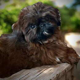 Stella - Shih Tzu