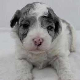 Orion - Blue merle and white male Sheepadoodle puppy in La Plata, Maryland from Serenity Creek Doodles
