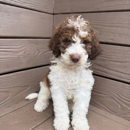Rowan - Brown and white male Bernedoodle puppy in Mint Hill, North Carolina from Ball-Y-Hoo Bernedoodles