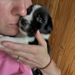 Border Collie Puppies from Chasing Dreams Border Collies