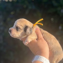 PORTOBELLO - Dapple male Dachshund puppy in Oakley, California from Delta Dachshunds