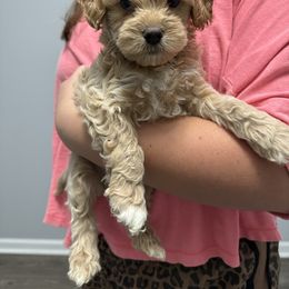 Boy 1 - Buff male Cockapoo puppy in Dahlonega, Georgia from Loveable Cockapoos