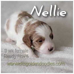 Nellie (Mint,Cream) - Parti female Goldendoodle puppy in Fort Worth, Texas from Stacy Warwick