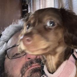 Dachshunds from Robbins Nest