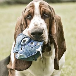 Peggy - Basset Hound