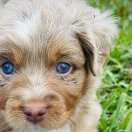 Girl 1 - Red merle Miniature Australian Shepherd puppy in Ocoee, Florida from Cypress Grove Aussie
