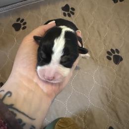 Boy 3 - Black and tan male Pembroke Welsh Corgi puppy in Washington from KB Corgis