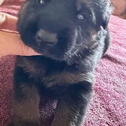 Green boy - Black and tan male German Shepherd puppy in Sumerduck, Virginia from He Reigns