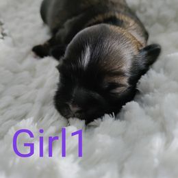 Girl 1 - Black gold and white Shih Tzu puppy in Honey Brook, Pennsylvania from Starrynight Shih Tzu