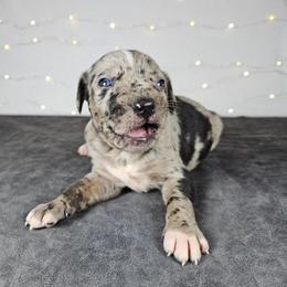 Remington NALC - Blue merle male Catahoula Leopard Dog puppy in Doerun, Georgia from Twig & Tail Puppies