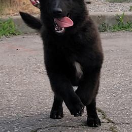 Girl 3 - Black female Belgian Sheepdog puppy in Green Bluff, Washington from Clawson Belgians