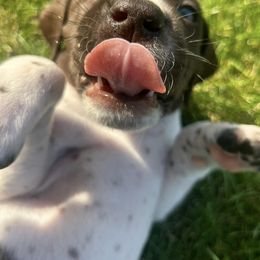 German Shorthaired Pointers from GSP Pup