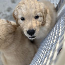 Green - male Golden Retriever puppy in Jacksonville, Florida from Novas Golden Puppies
