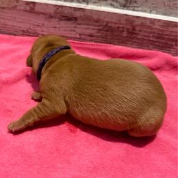 Purple collar - Yellow female Labrador Retriever puppy in Carriere, Mississippi from Cajun Water Retrievers