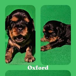Oxford - Black and tan male Cavalier King Charles Spaniel puppy in Rochelle, Illinois from Lakeview Cavaliers