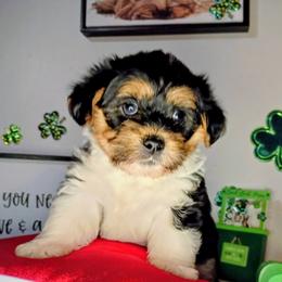 Boy 1 - Black gold and white male Shorkie puppy in Boca Raton, Florida from Tina-Marie's Pups
