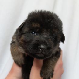 Female (Blue Collar) - Black and red female German Shepherd puppy in Kamas, Utah from Uinta Mountain Shepherds