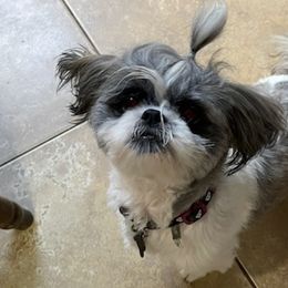 Shih Tzus from Sunni’s Shih Tzu Darlings