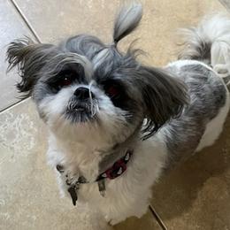 Shih Tzus from Sunni’s Shih Tzu Darlings