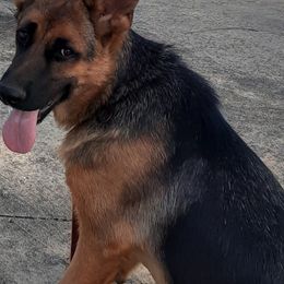 German Shepherd All Grown Up from Karen's Kennel
