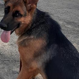 German Shepherd All Grown Up from Karen's Kennel