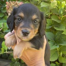 Blue Collar Longhair - Black and tan male Dachshund puppy in Cottonwood, California from Circle C Farm