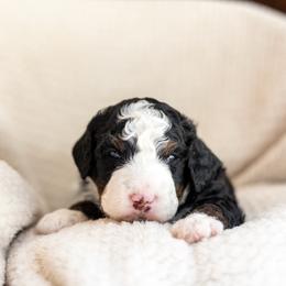 Finn - Tri-color male Bernedoodle puppy in Narvon, Pennsylvania from CBKB Bernedoodle’s