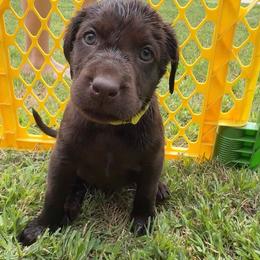 Penny Lane, yellow collar - Chocolate female Labrador Retriever puppy in Longmont, Colorado from Cornwell Labradors