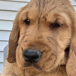 Blue - Dark golden Golden Retriever puppy in Bear River Cy, Utah from Blue Creek Retrievers
