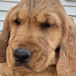 Blue - Dark golden Golden Retriever puppy in Bear River Cy, Utah from Blue Creek Retrievers