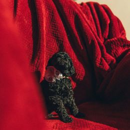 Poodle Puppies from Melia Poodles