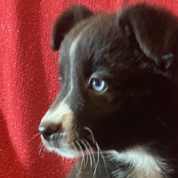 Izzy - Black tri Miniature Australian Shepherd puppy in Granbury, Texas from Jubilee Acres