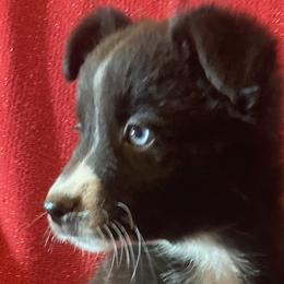 Izzy - Black tri Miniature Australian Shepherd puppy in Granbury, Texas from Jubilee Acres