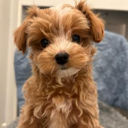 Patch - Apricot male Poodle puppy in Hephzibah ( Richmond County ), Georgia from Healing Pawz LLC