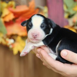 Australian Shepherd Puppies from HCA Aussies
